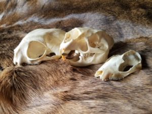 mammals/skins and skulls