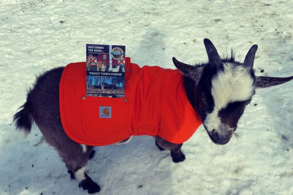 Roscoe-TroutTownFarms-WhatWeAreGrowing-2-goats-winter Roscoe-TroutTownFarms-WhatWeAreGrowing-2-goats-winter