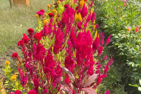 Roscoe-TroutTownFarms-WhatWeAreGrowing-9-flowers Roscoe-TroutTownFarms-WhatWeAreGrowing-9-flowers